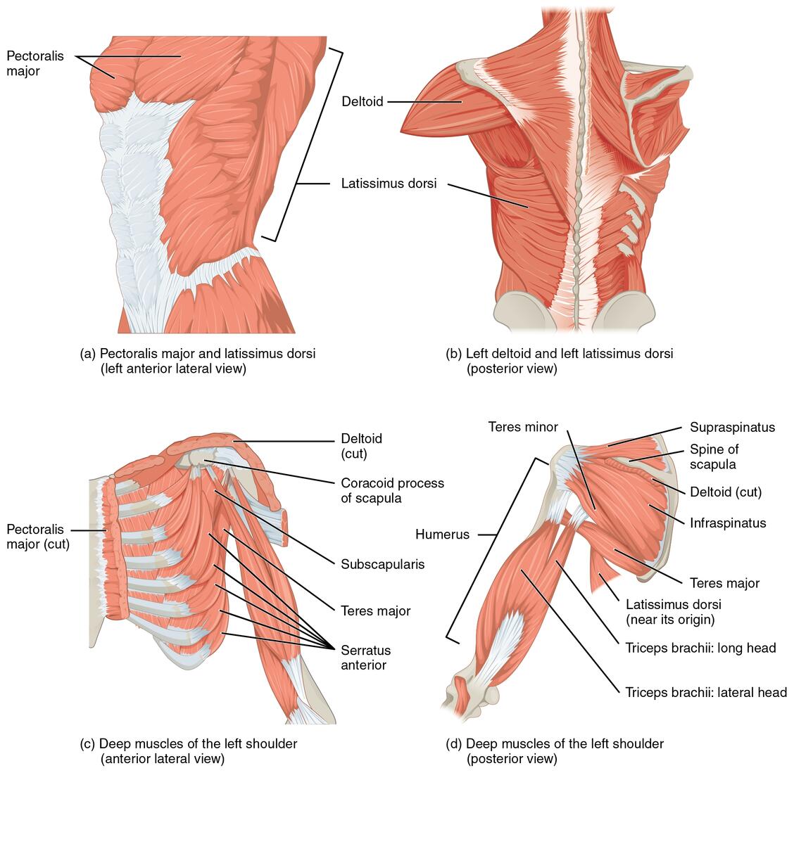 11 5 Muscles Of The Pectoral Girdle And Upper Limbs Douglas College Human Anatomy And Physiology I 1st Ed