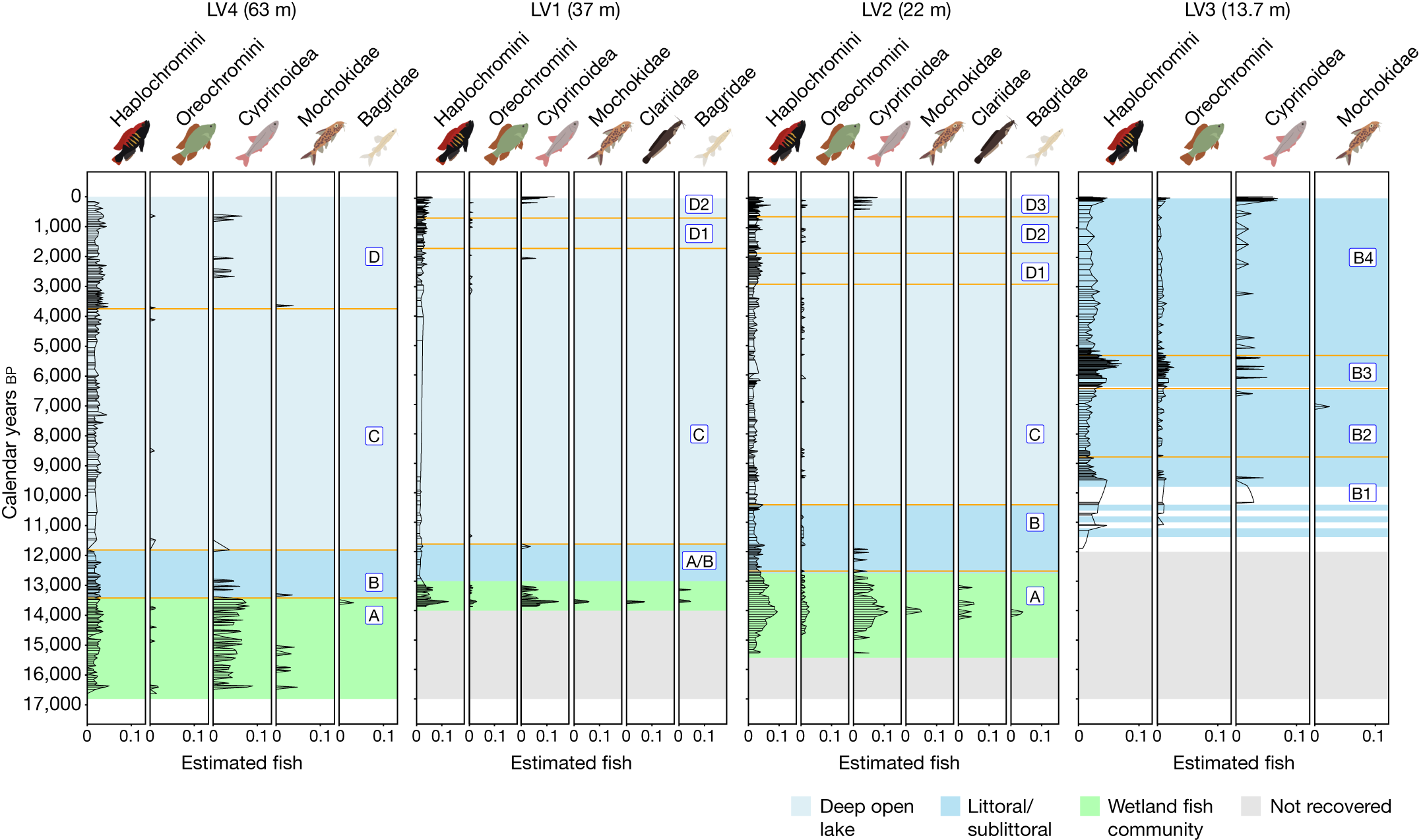 A Continuous Fish Fossil Record Reveals Key Insights Into Adaptive Radiation Nature