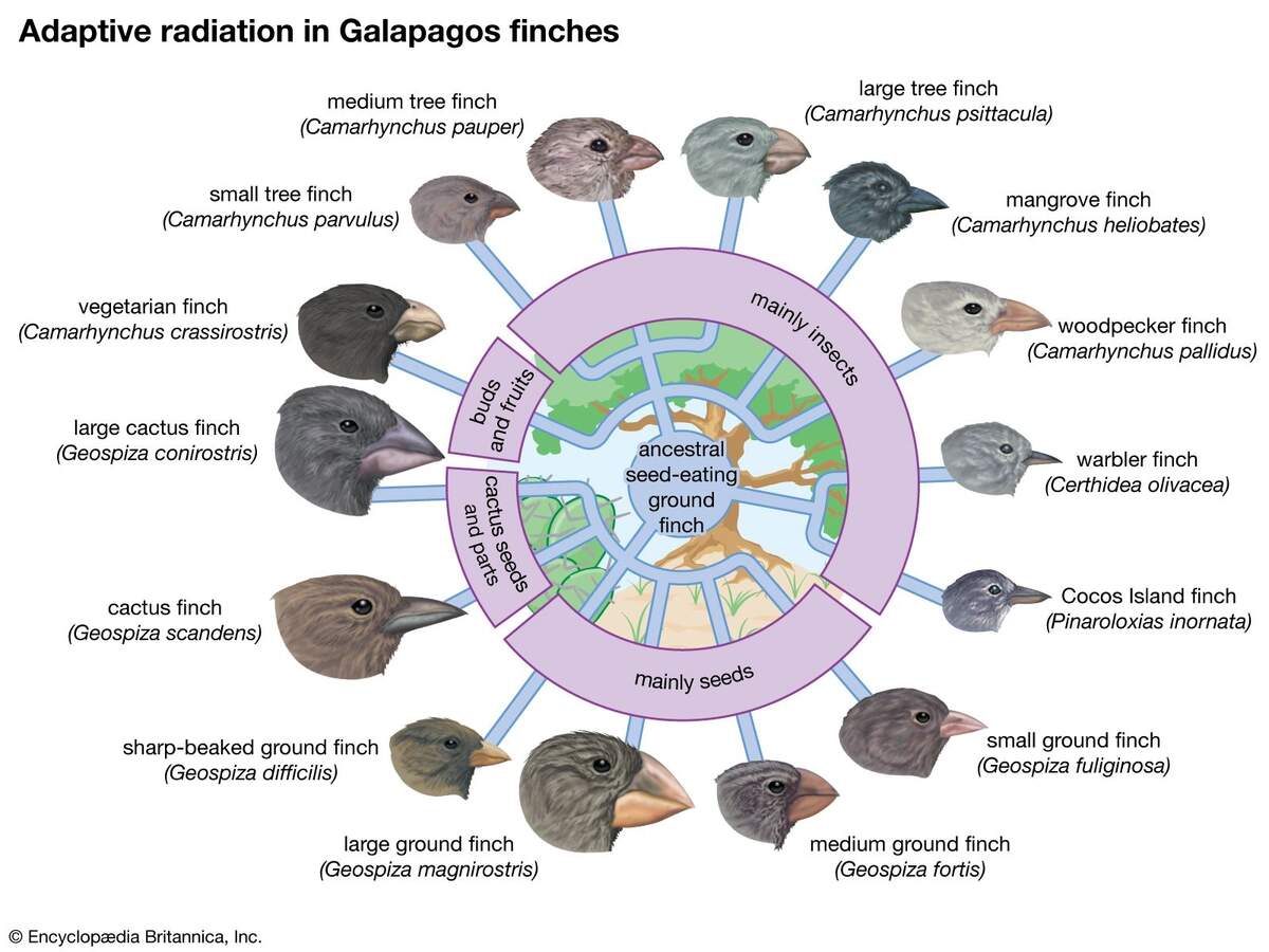 Why Evolution Goes Wild On Islands The Science Of Adaptive Radiation All About Birds