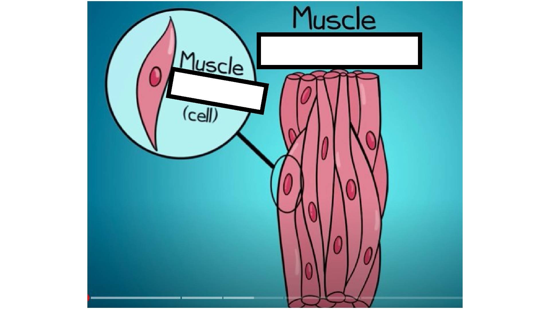 Quiz Worksheet The Sarcomere And Sliding Filaments In Muscular Contraction Study