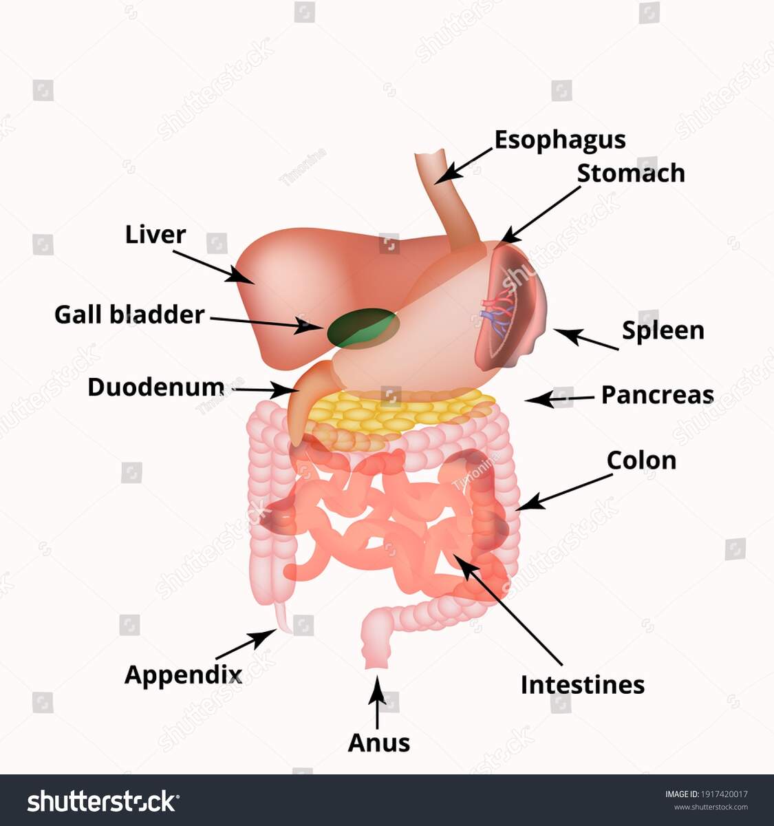 Anatomical Structure Abdominal Organs Spleen Liver Stock Illustration 1917420017 Shutterstock Your Appendix And Parkinson S Disease The Science Of Parkinson S