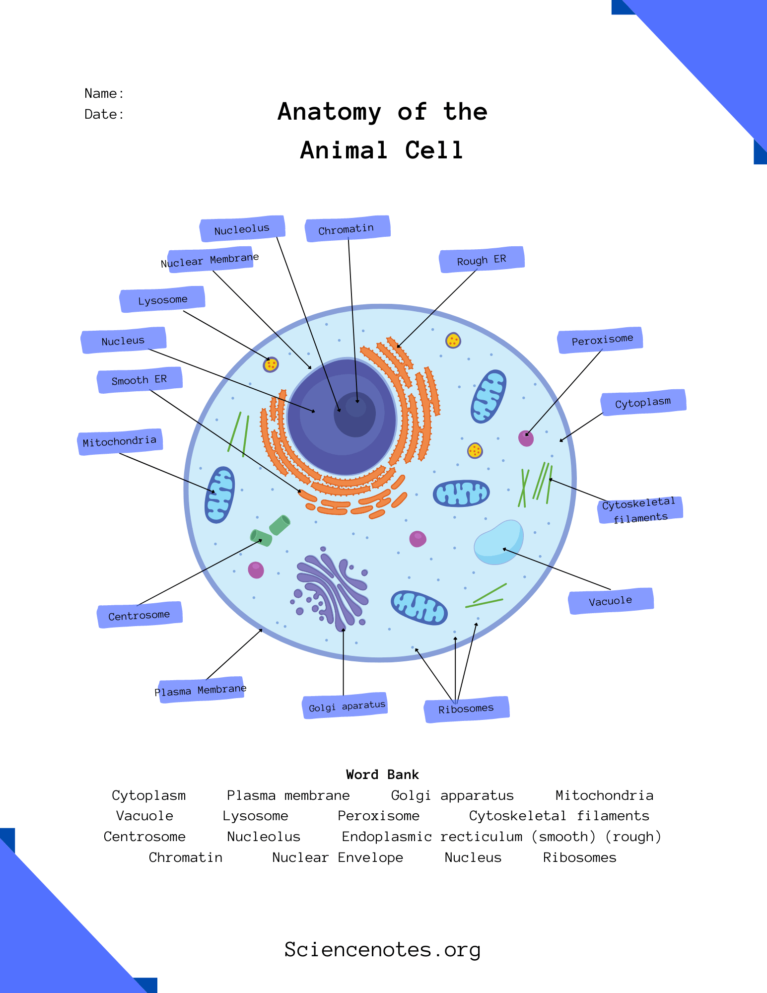 Animal Cell Diagram Organelles And Characteristics