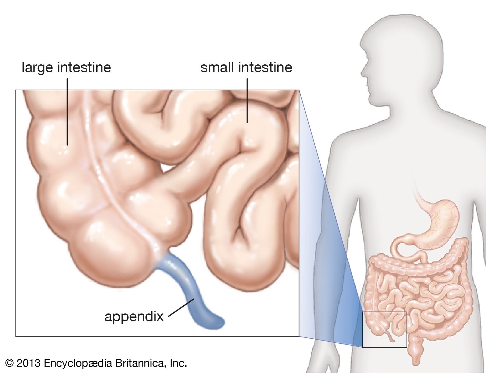 Appendix Definition Location Function Facts Britannica