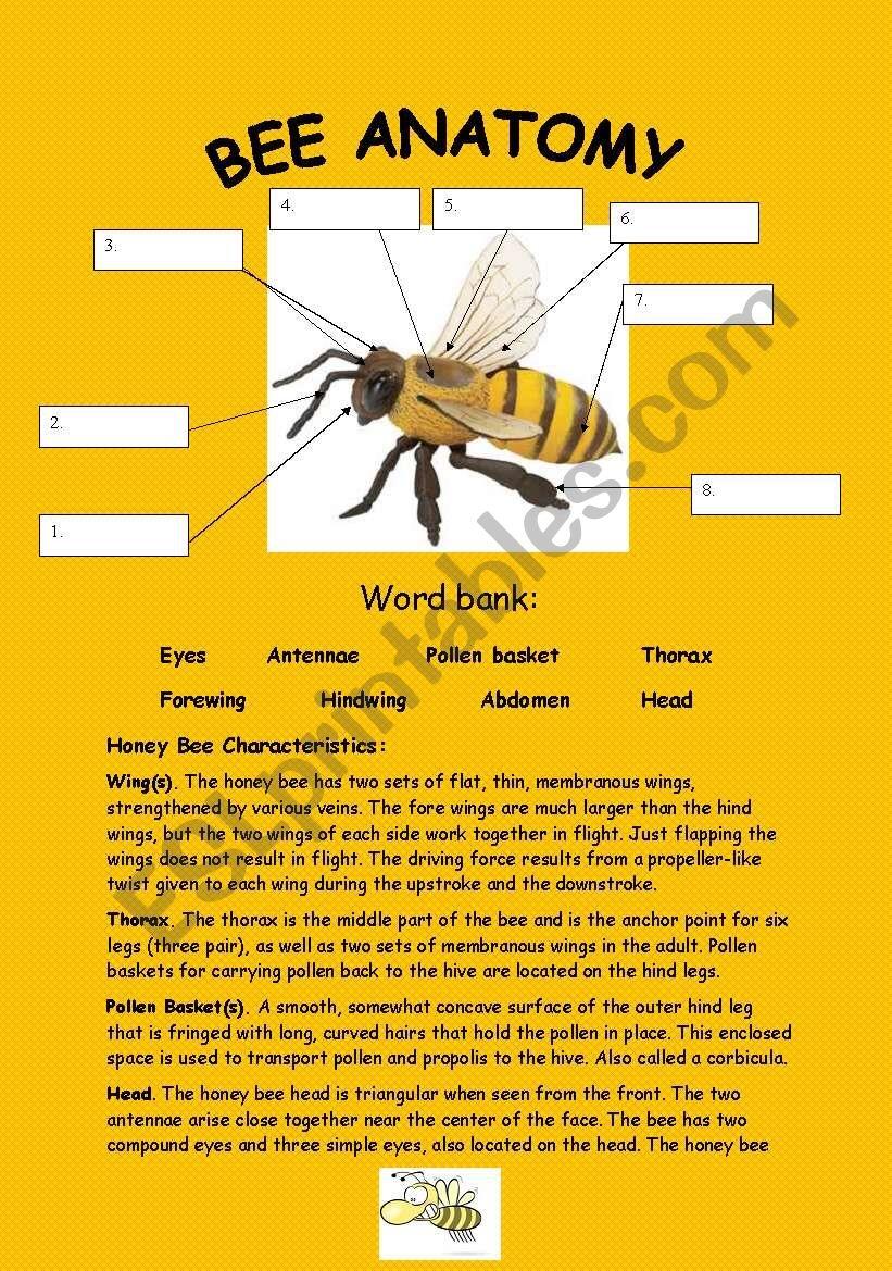 Bee Anatomy Key Included 4pages ESL Worksheet By Marywell Bee Anatomy Key Included 4pages ESL Worksheet By Marywell