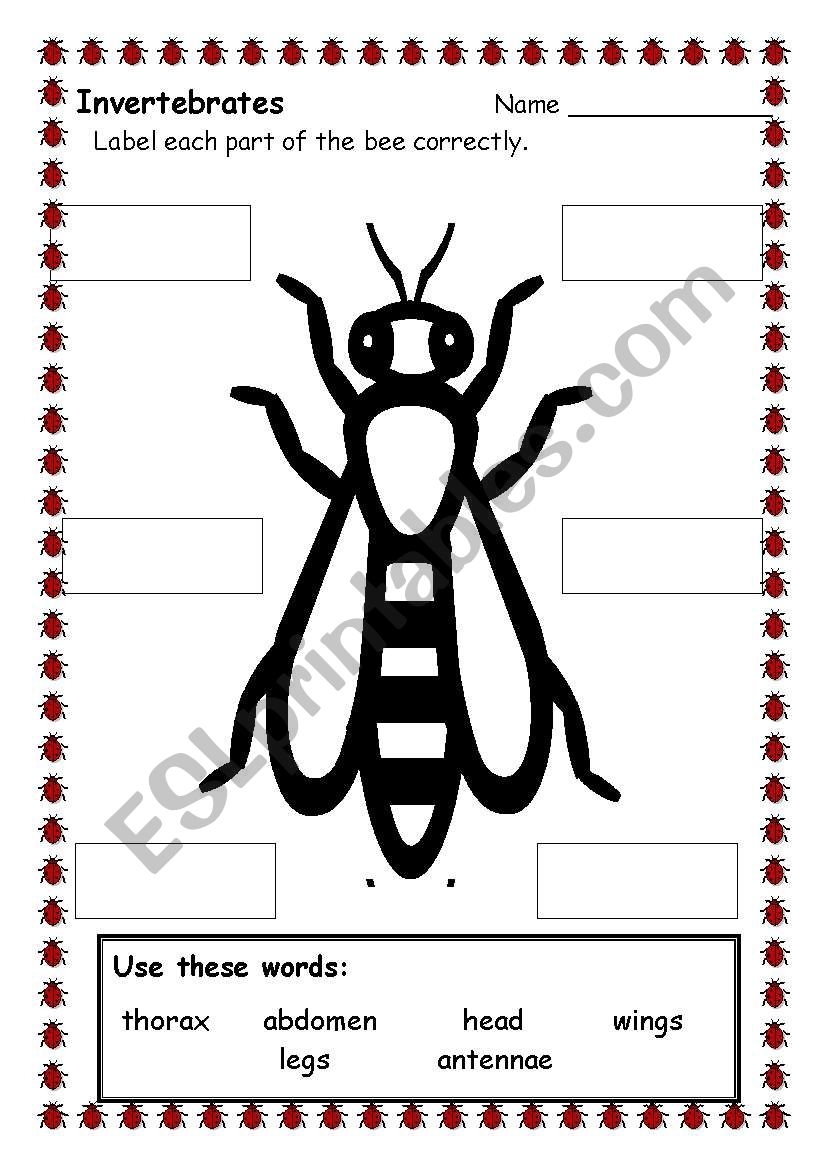 Bee Parts ESL Worksheet By Diapau Bee Parts ESL Worksheet By Diapau