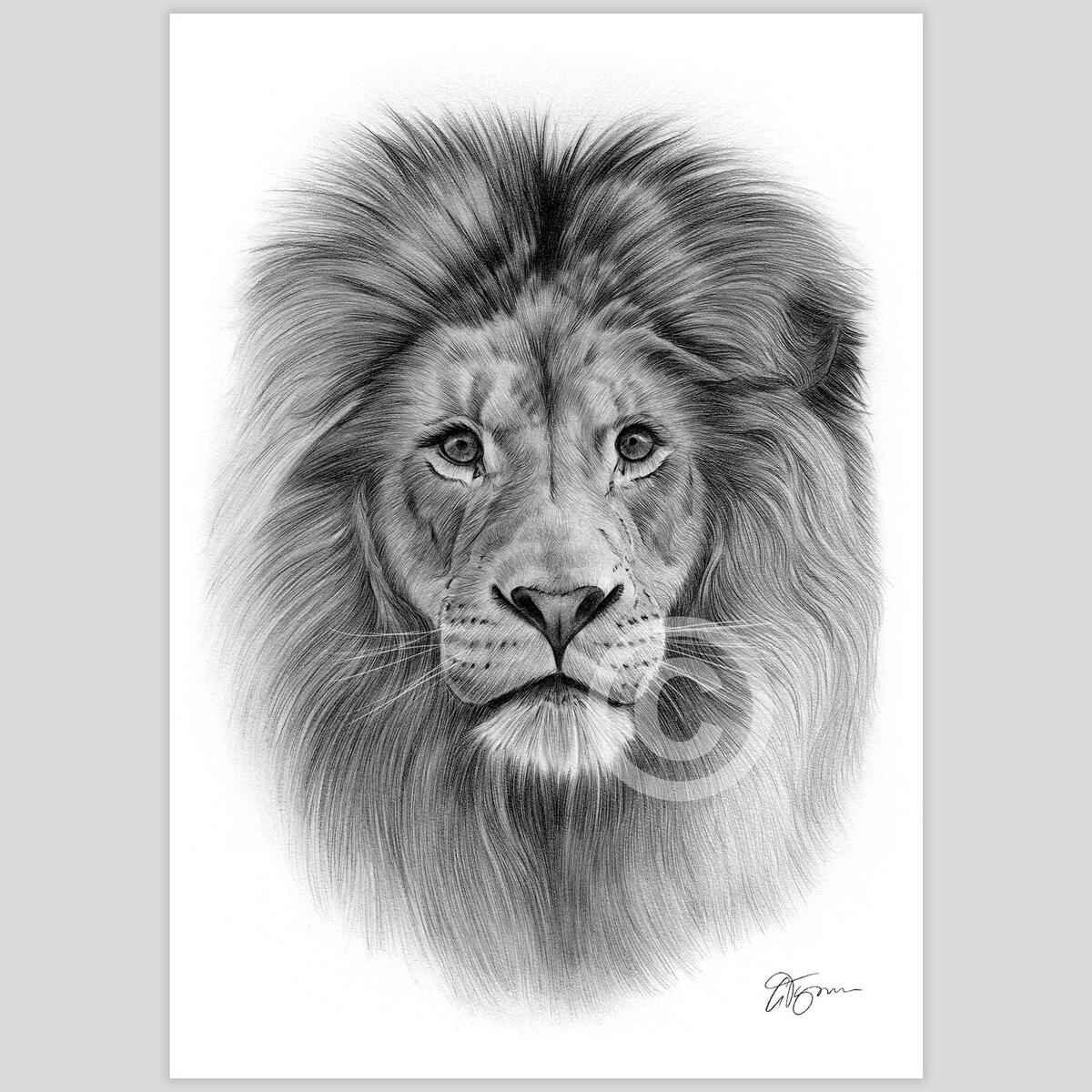 Big Cat LION Pencil Drawing Print Animal Portrait Artwork Signed By Artist Gary Tymon 2 Sizes Ltd Ed 50 Prints Only Wildlife Art Etsy