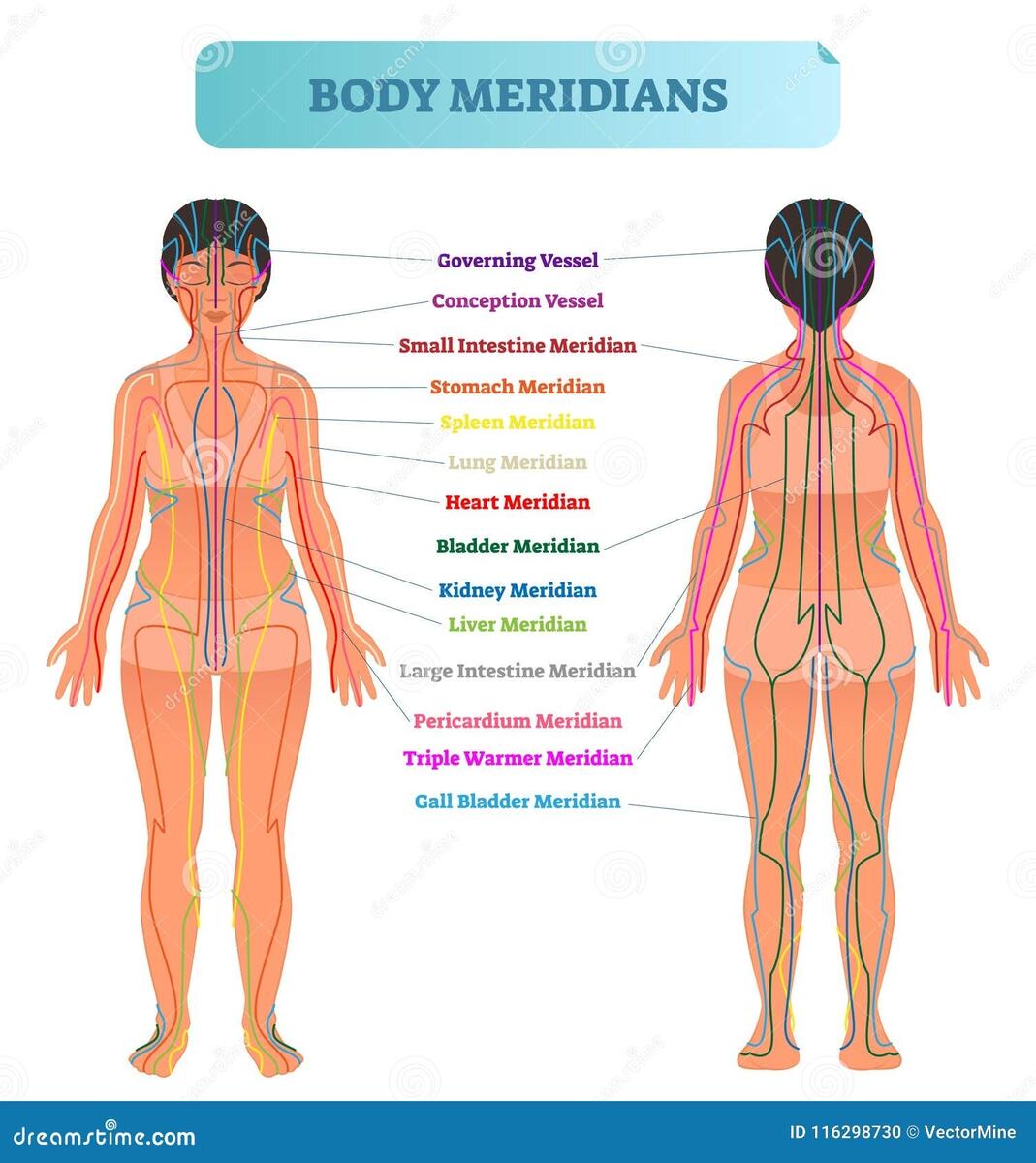 Body Meridians Chart Stock Illustrations 18 Body Meridians Chart Stock Illustrations Vectors Clipart Dreamstime