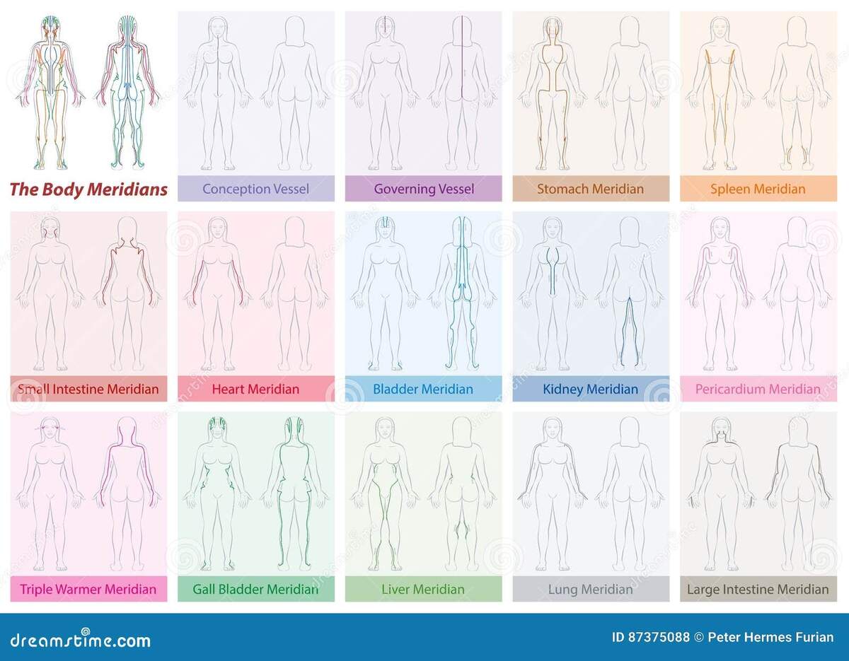Body Meridians Chart Woman Colors Stock Vector Illustration Of Healing Asian 87375088