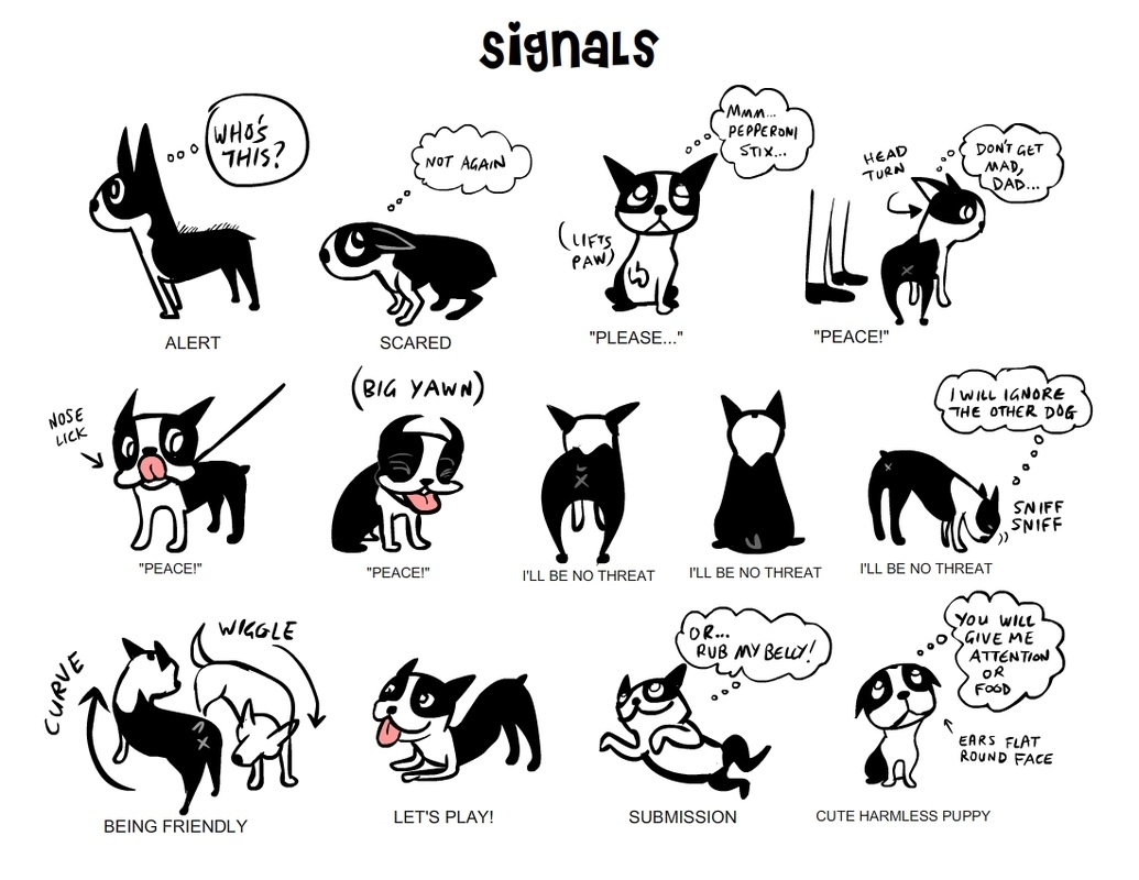 Canine Body Language All Pets Education And Training How To Understand Dog Body Language RAWZ