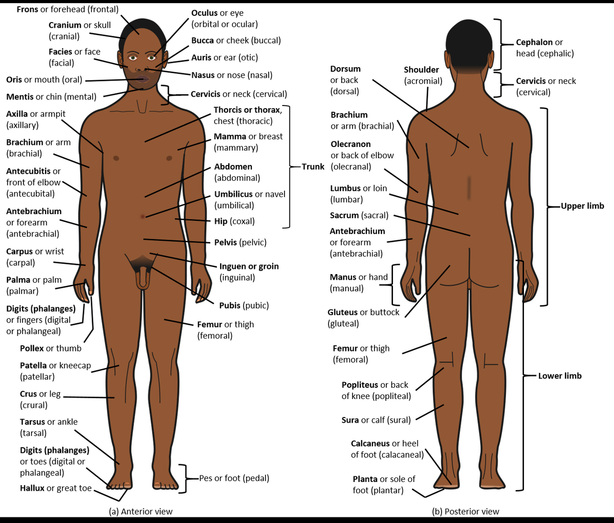 Chapter 1 Body Structure Human Anatomy And Physiology I Chapter 1 Body Structure Human Anatomy And Physiology I