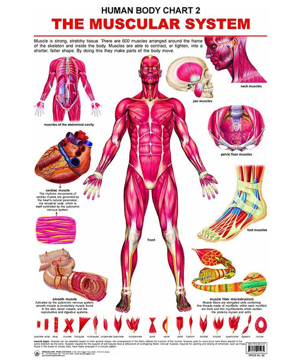 Chart Human Body The Muscular System M D Gunasena Chart Human Body The Muscular System M D Gunasena