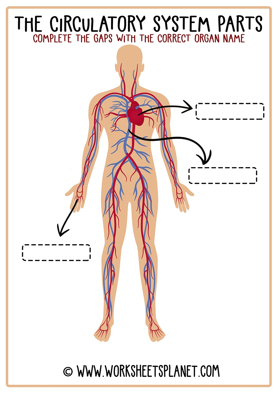 Circulatory System For Kids Diagram Theory Vocabulary Worksheets Library Circulatory System For Kids Diagram Theory Vocabulary Worksheets Library