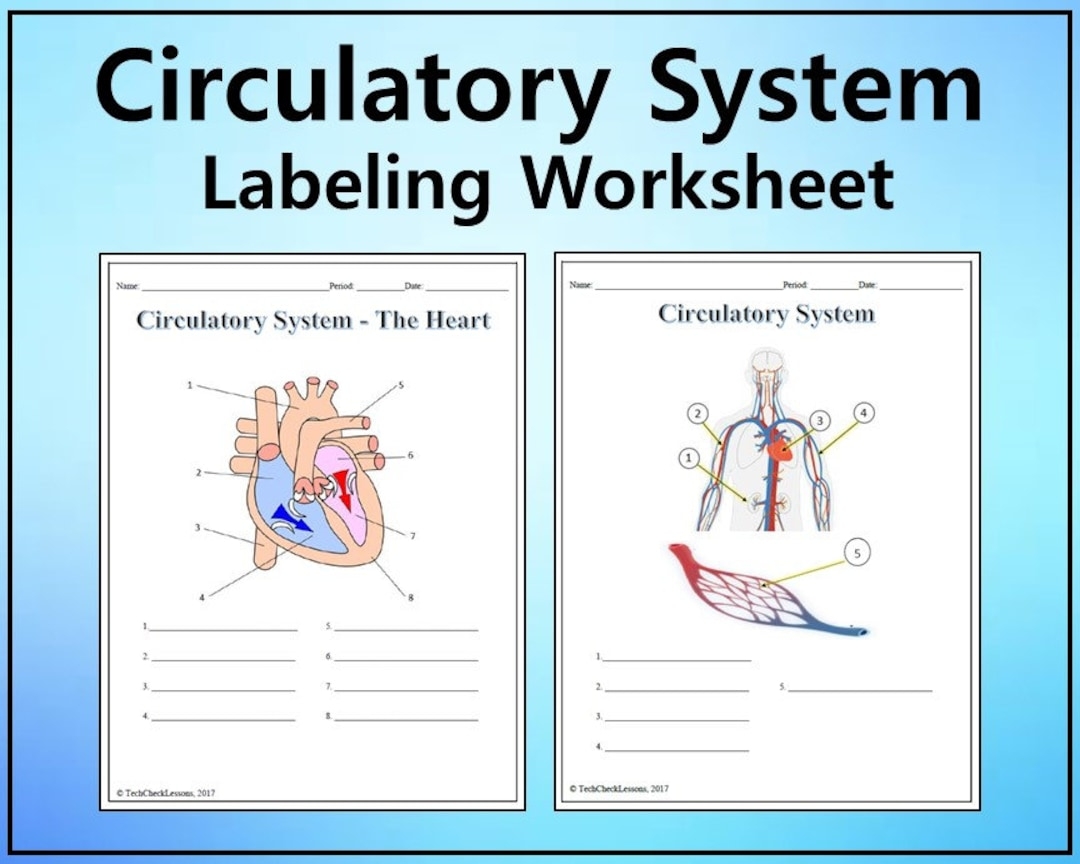 Circulatory System Labeling Worksheet Science Editable DIGITAL DOWNLOAD Etsy Circulatory System For Kids Diagram Theory Vocabulary Worksheets Library