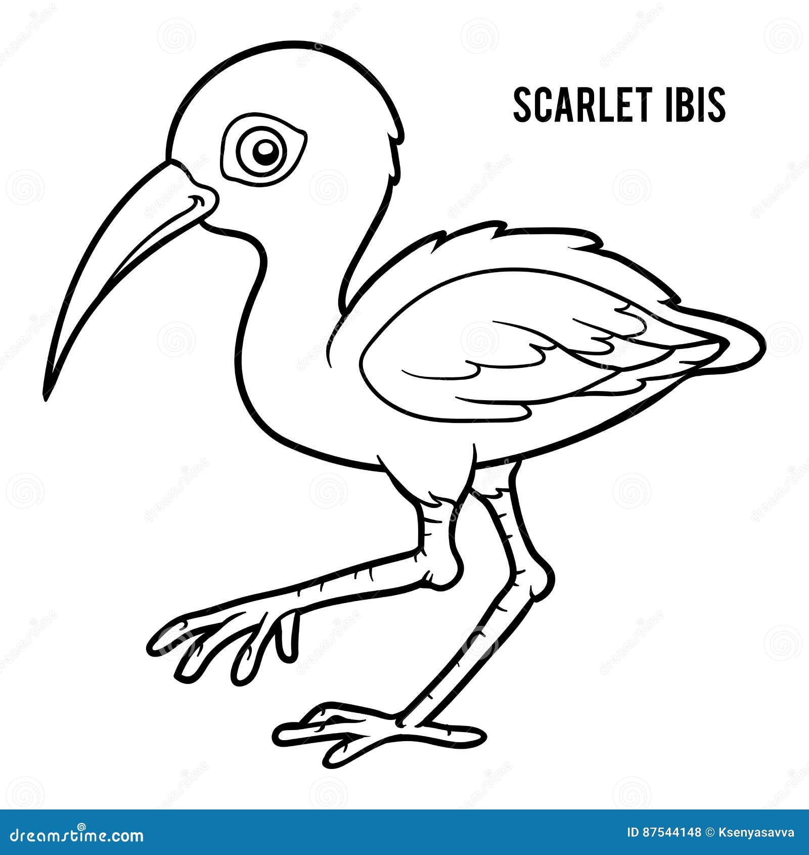 Coloring Book Scarlet Ibis Stock Vector Illustration Of Ornithology Coloring 87544148