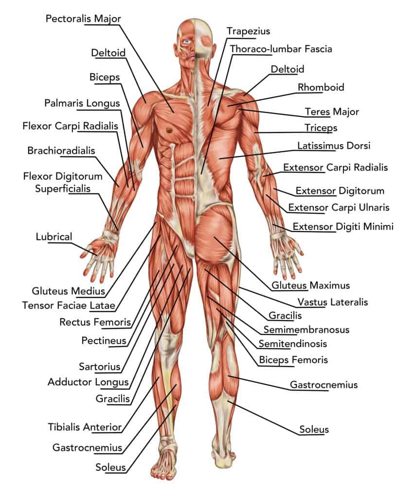 Diagram Different Upper Body Muscles Name Of Upper Body Parts Upper Body Parts Muscles Anatomy Diagram