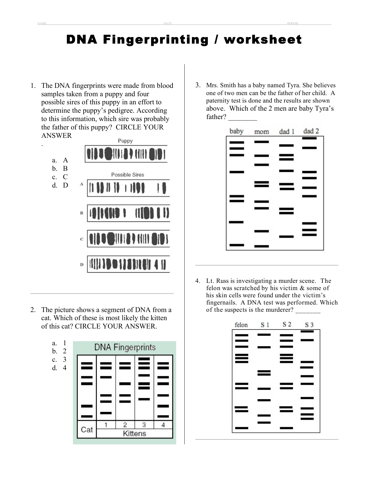 DNA Fingerprinting Worksheet Paternity Forensics