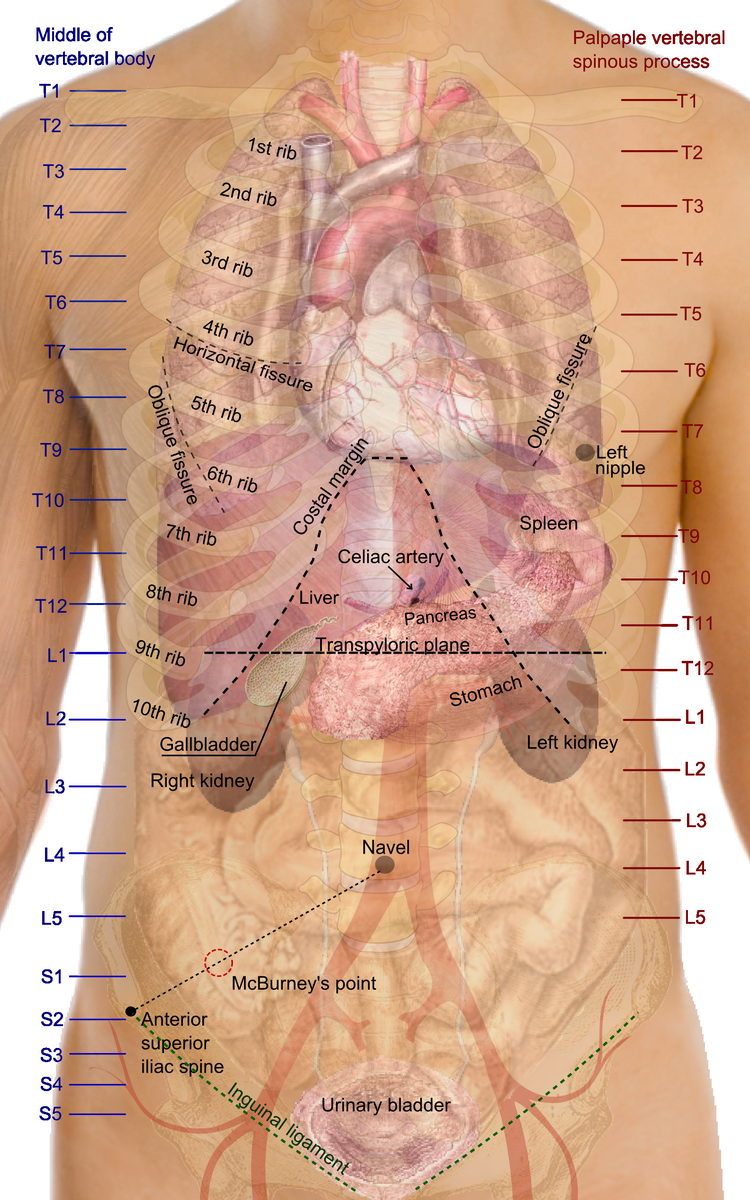 File Surface Projections Of The Organs Of The Trunk Png Wikimedia Commons File Surface Projections Of The Organs Of The Trunk Png Wikimedia Commons
