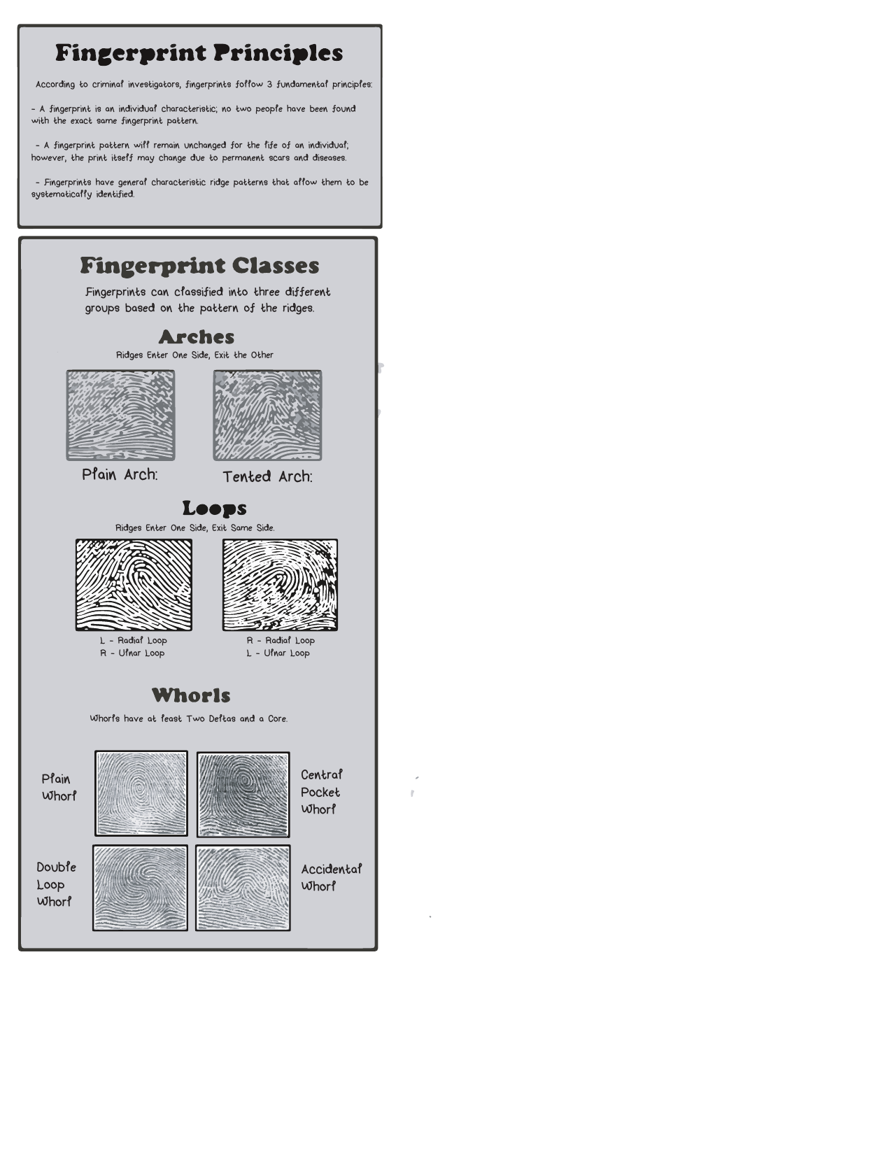 Fingerprint Principles And Classification