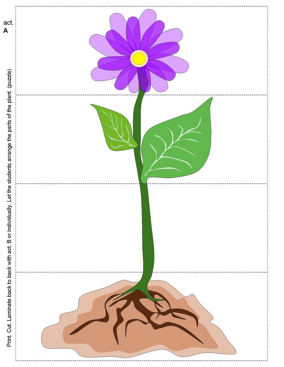 FOUR BASIC PARTS OF A PLANT By Playfulkids TPT