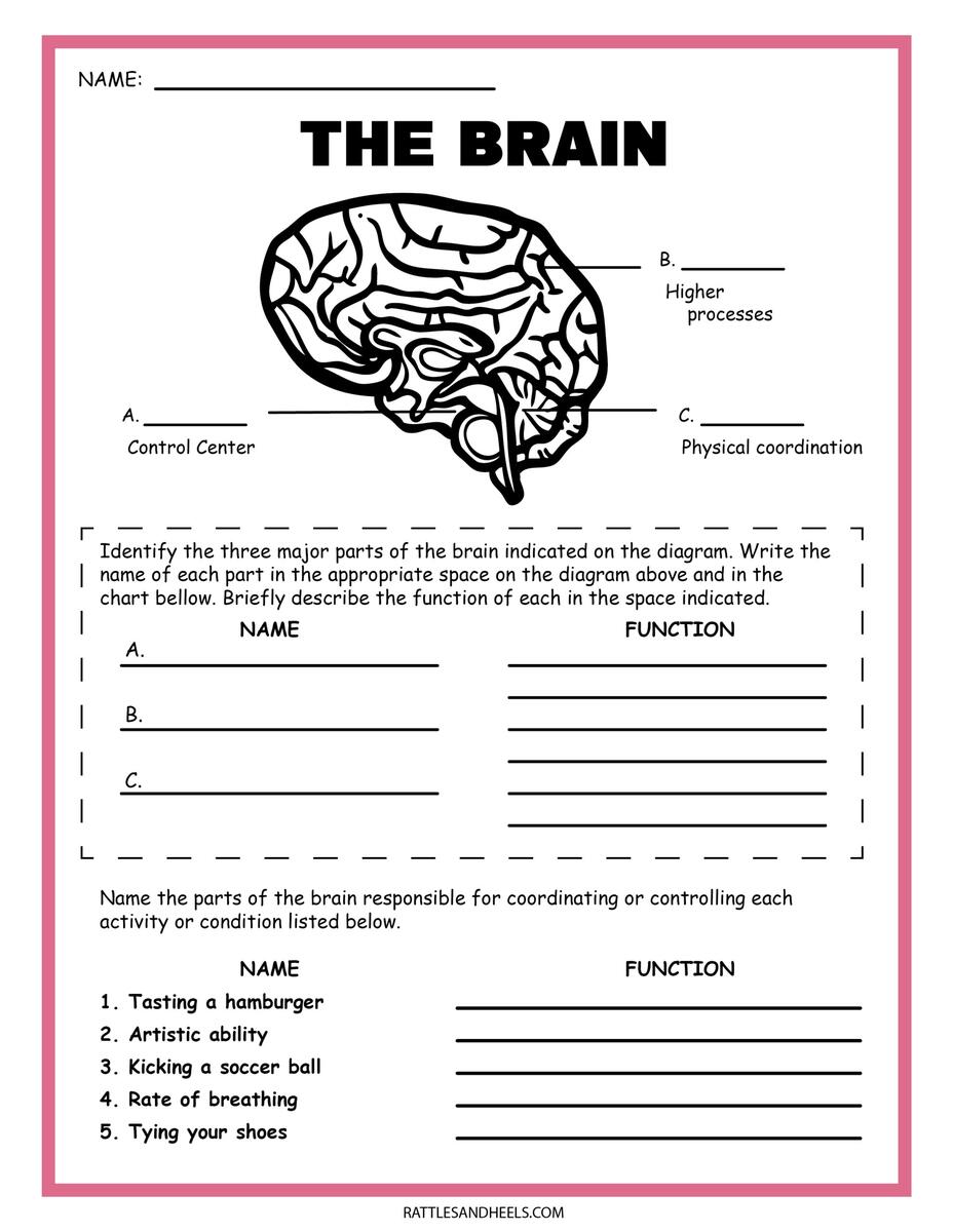 Science Online Exercise For Fifth Grade Worksheets Library