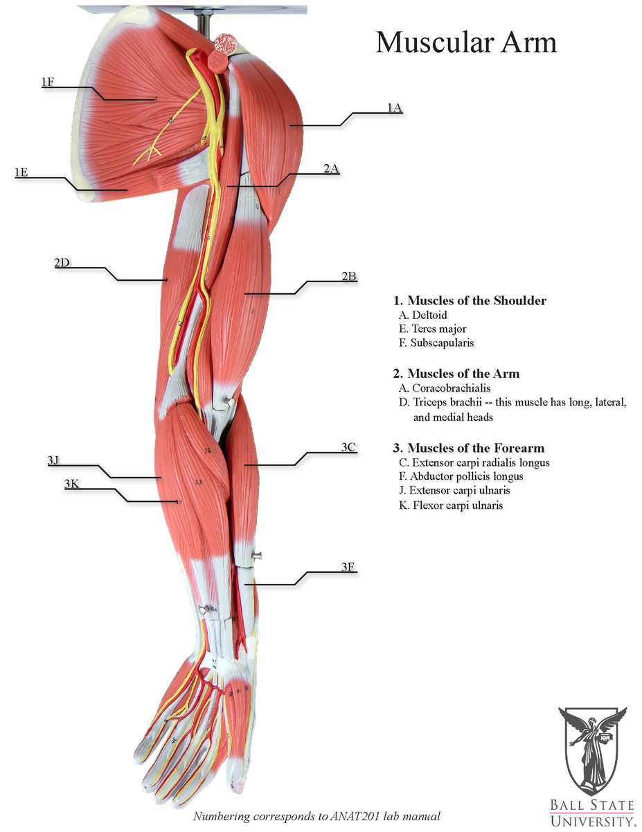 Human Muscle System Functions Diagram Facts Britannica