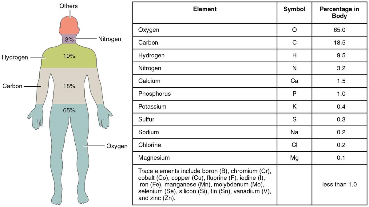 Human Body Elements Know It All Chapter 1 Body Structure Human Anatomy And Physiology I
