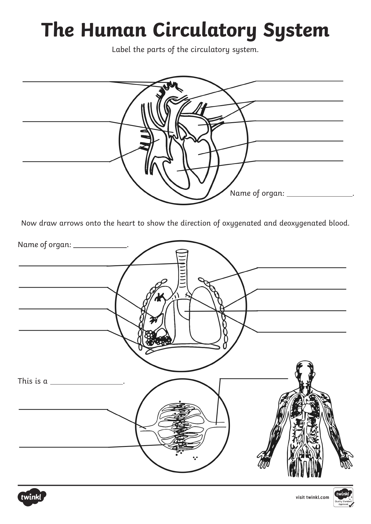 Human Circulatory System Worksheet Label Learn