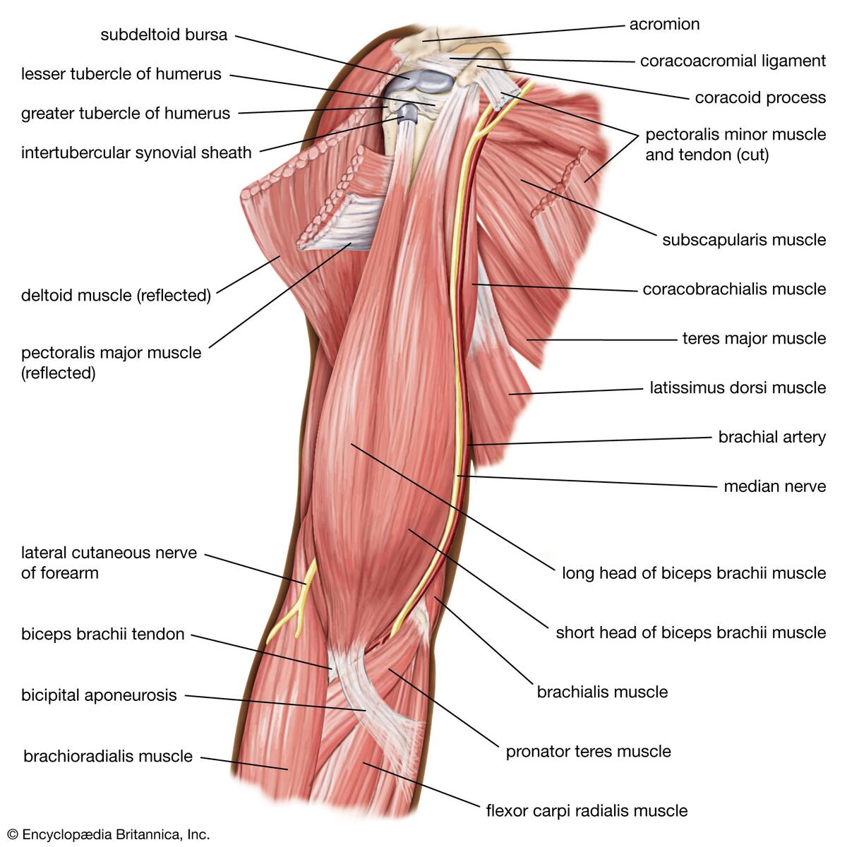 Human Muscle System Functions Diagram Facts Britannica