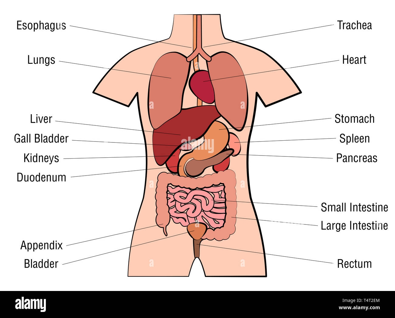 Inner Organs Chart Anatomy Diagram With Internal Organs And Appropriate Names Illustration On White Background Stock Photo Alamy Inner Organs Chart Anatomy Diagram With Internal Organs And Appropriate Names Illustration On White Background Stock Photo Alamy