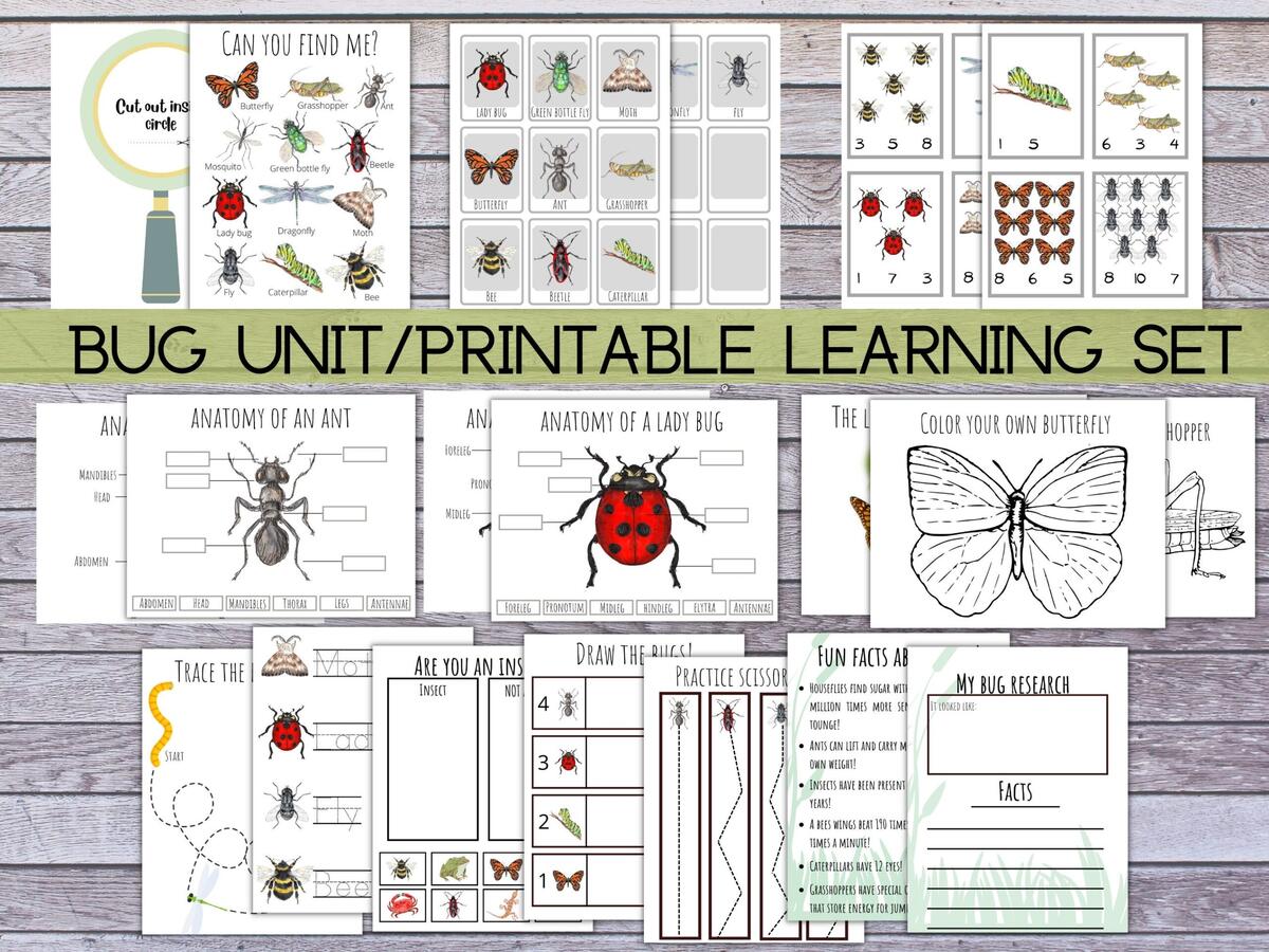 Insect Learning Bundle Prek Kindergarten Bug Worksheets Printable Science Projects Printable Homeschool Curriculum Montessori Printable Etsy