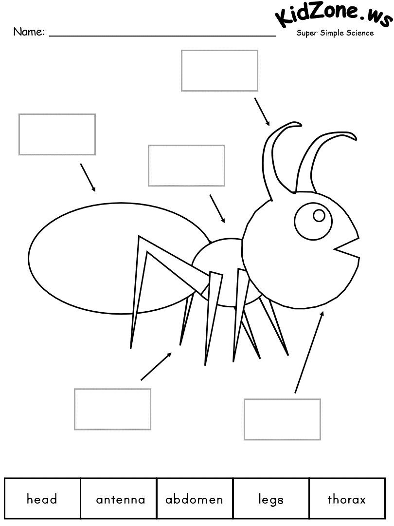 Insects And Bugs Thematic Unit