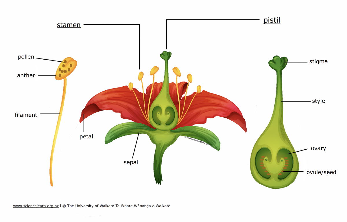 Flower Anatomy Pollination Worksheet