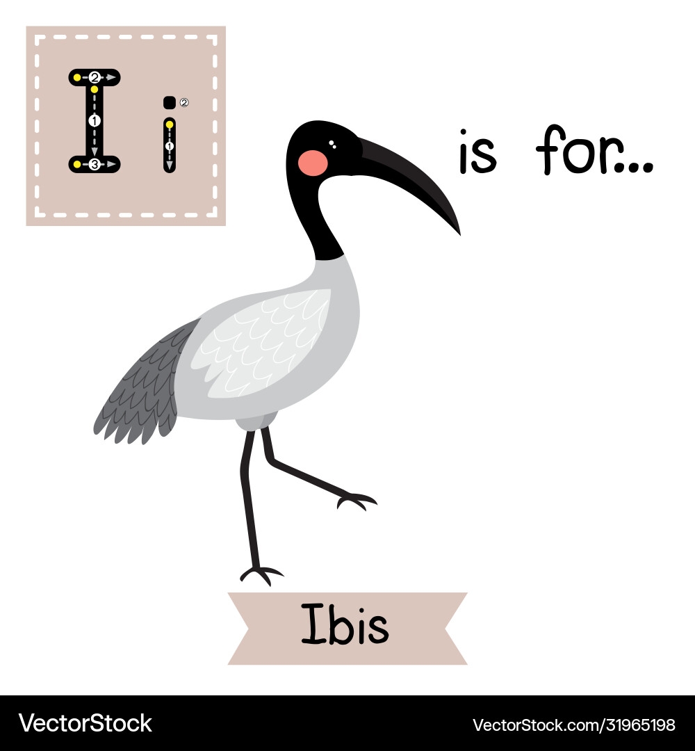Letter I Tracing Ibis Bird Royalty Free Vector VectorStock