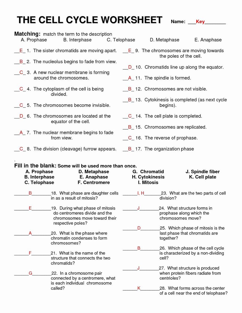 Meiosis Reading Comprehension Worksheets Laney Lee Worksheets Library Meiosis Reading Comprehension Worksheets Laney Lee Worksheets Library