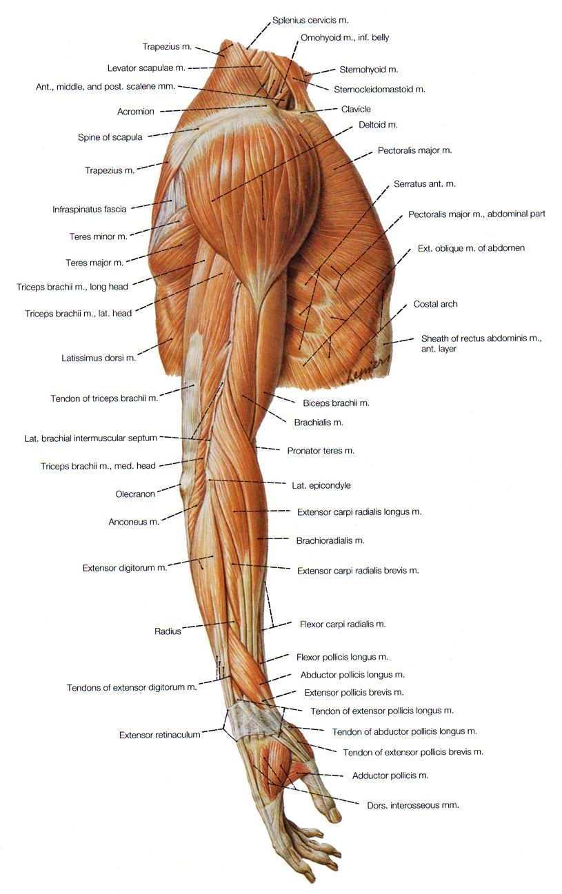 Muscles In The Arm Muscles Of The Arm Anatomy Chart Laminated 16 5 X 19 69 Detailed Medical Poster Muscular System
