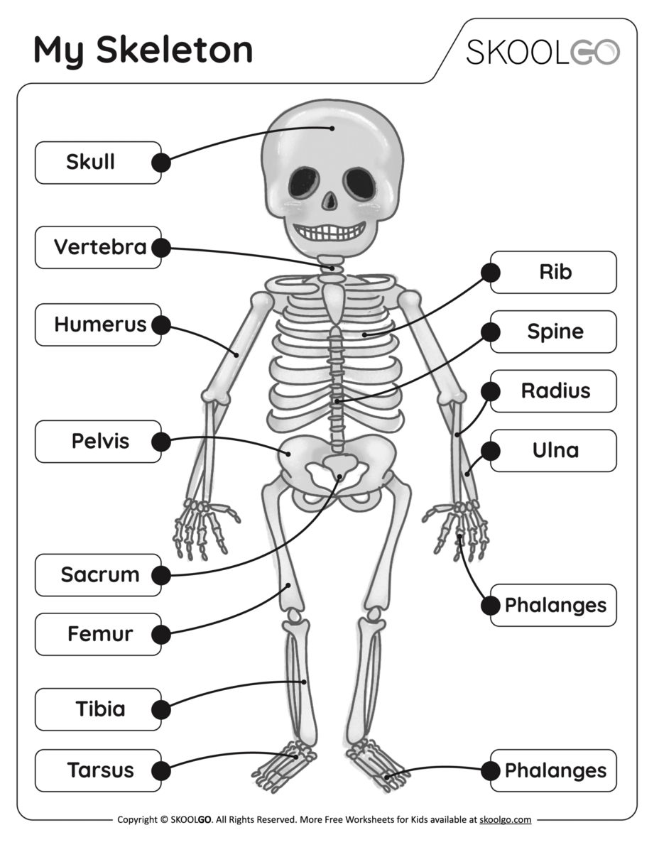 Skeleton System Worksheets Free Coloring Pages PDF Printables And Worksheets Lesson Tutor