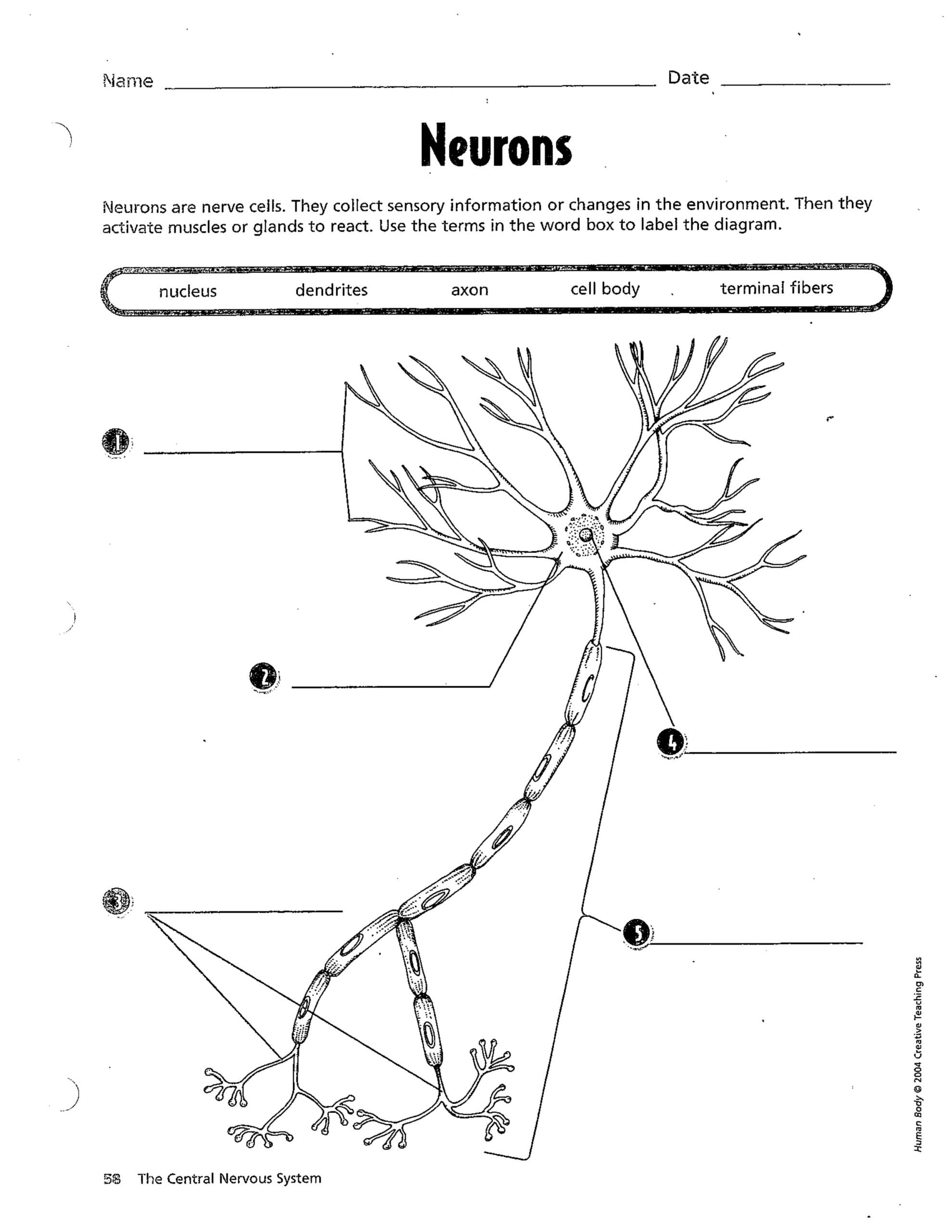 Neurons Meghann Marshall Library Formative