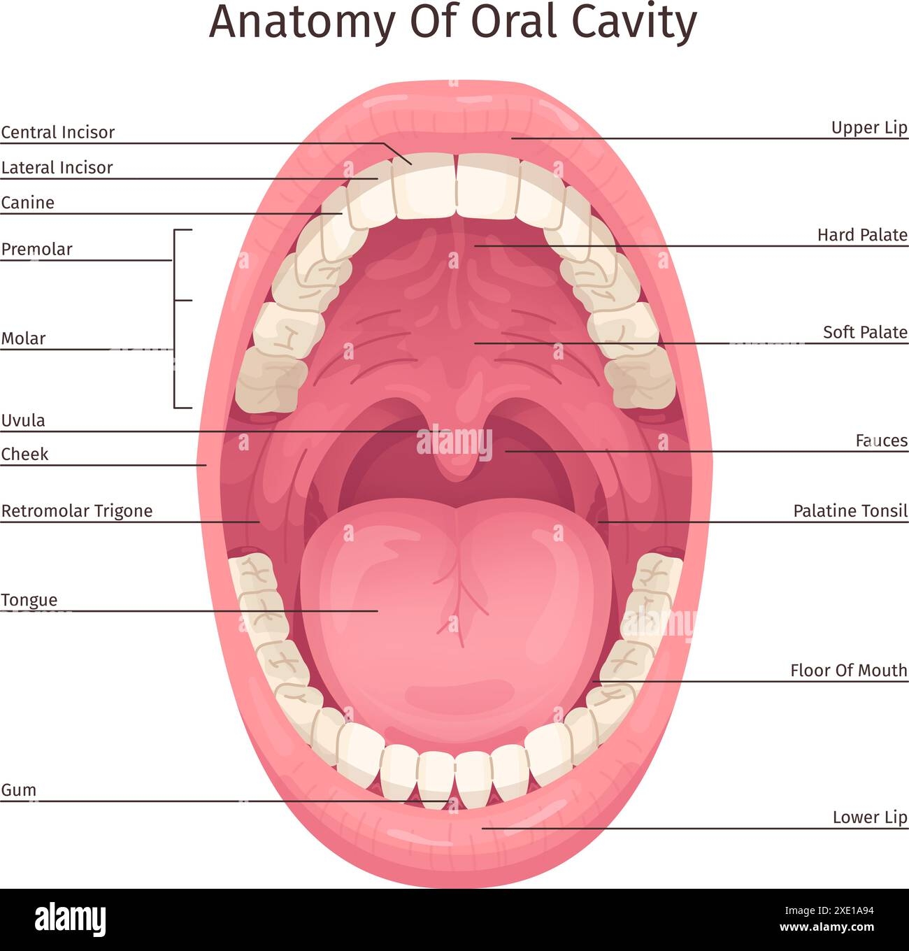 Oral Cavity Infographic Human Mouth Inside Parts Structure Anatomy System Teeth Dentistry Diagram Open Throat Tooth Tongue Lips Dental Hygiene Scheme Swanky Vector Illustration Stock Vector Image Art Alamy Oral Cavity Infographic Human Mouth Inside Parts Structure Anatomy System Teeth Dentistry Diagram Open Throat Tooth Tongue Lips Dental Hygiene Scheme Swanky Vector Illustration Stock Vector Image Art Alamy