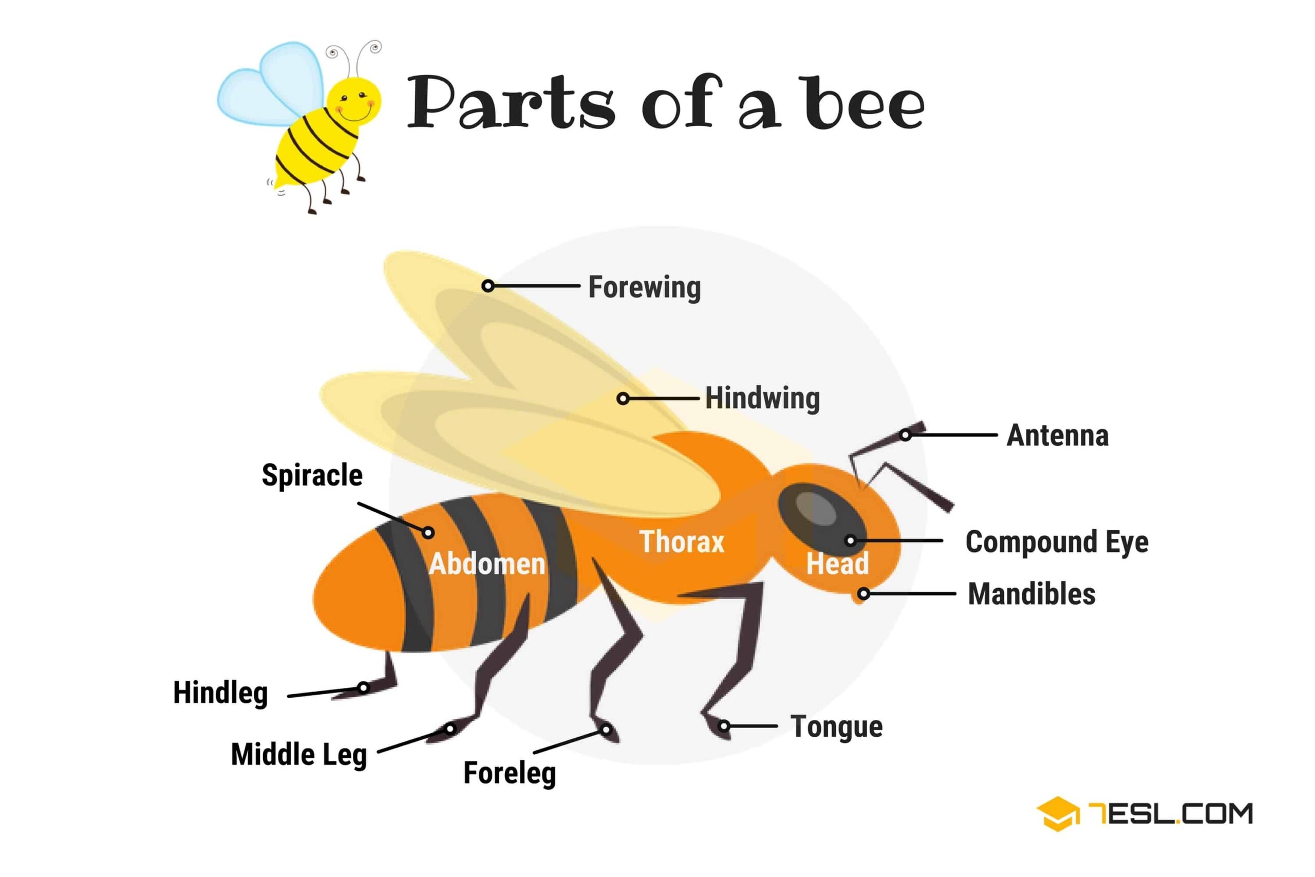 Parts Of A Bee Vocabulary In English With Pictures 7ESL