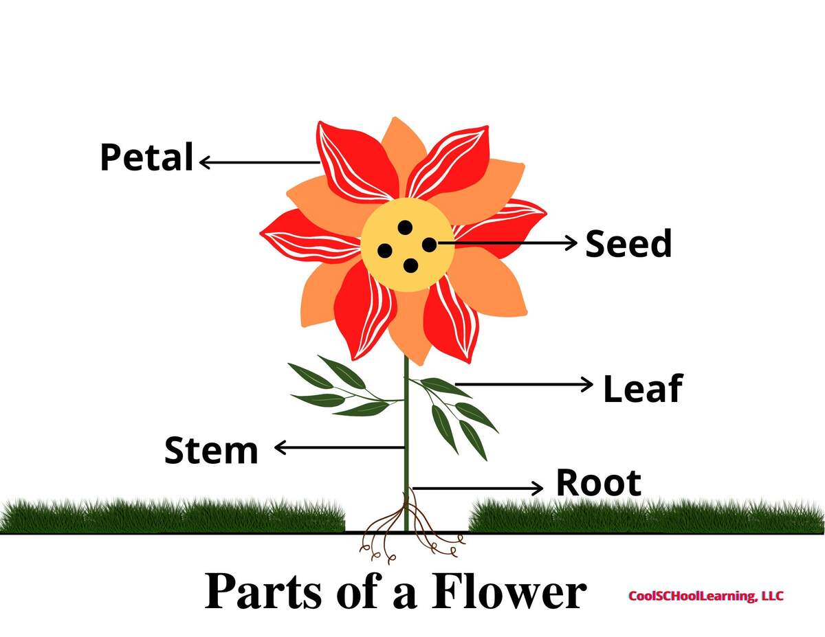 Parts Of A Plant Vocabulary Worksheet Write The Words And Color The Flower Activity For Kindergarten K5 And ESL Students Free Printable PDF Download Ezpzlearn