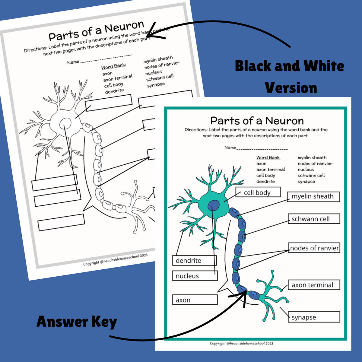 Parts Of A Neuron Labeling Diagram Life Science Worksheets Parts Of A Neuron Labeling Diagram Life Science Worksheets