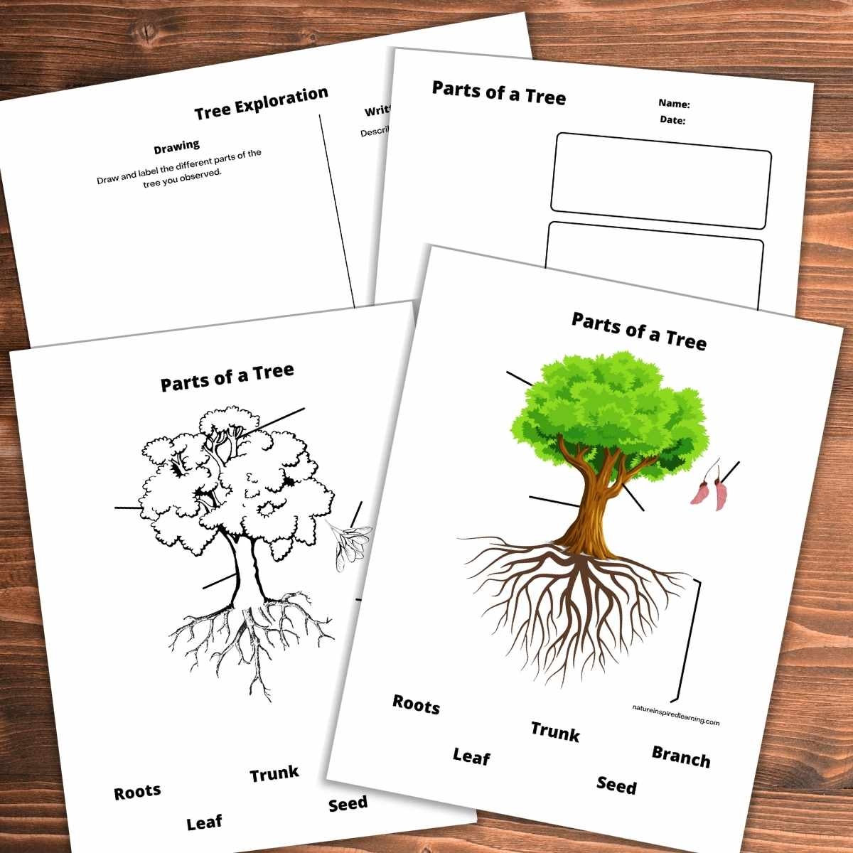 Tree Outline Coloring Page Easy Drawing Guides