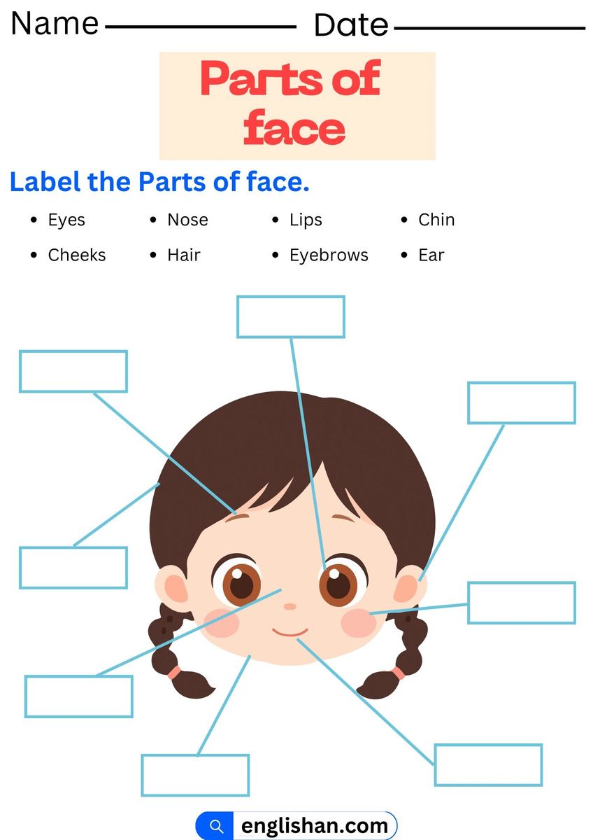 Parts Of Face Worksheet And Exercises With Answers Parts Of Face Worksheet And Exercises With Answers