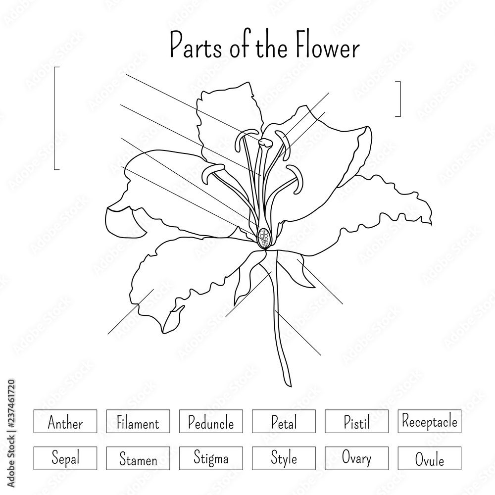 Parts Of The Flower Worksheet In Black And White Lily Flower Anatomy Stock Vector Adobe Stock