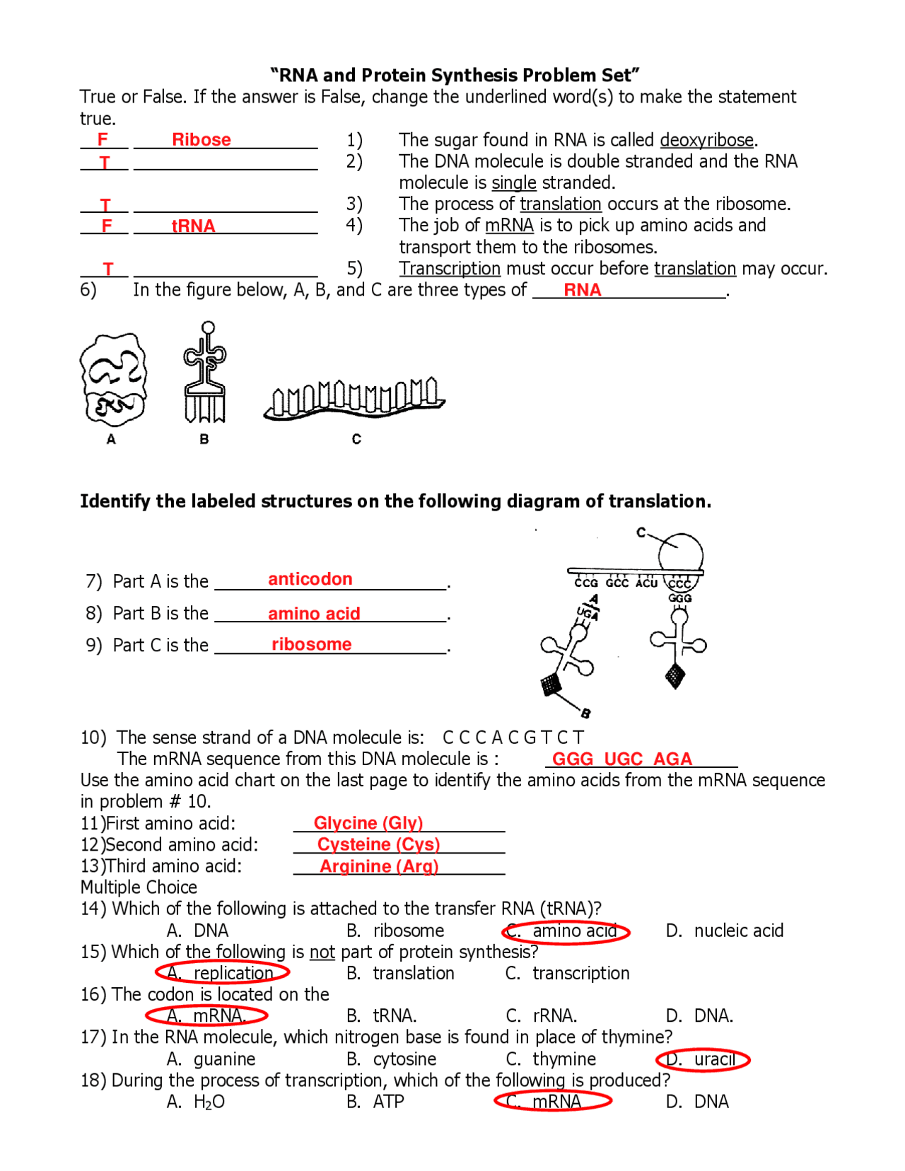 Protein Synthesis Problem Set Exercises Chemistry Docsity