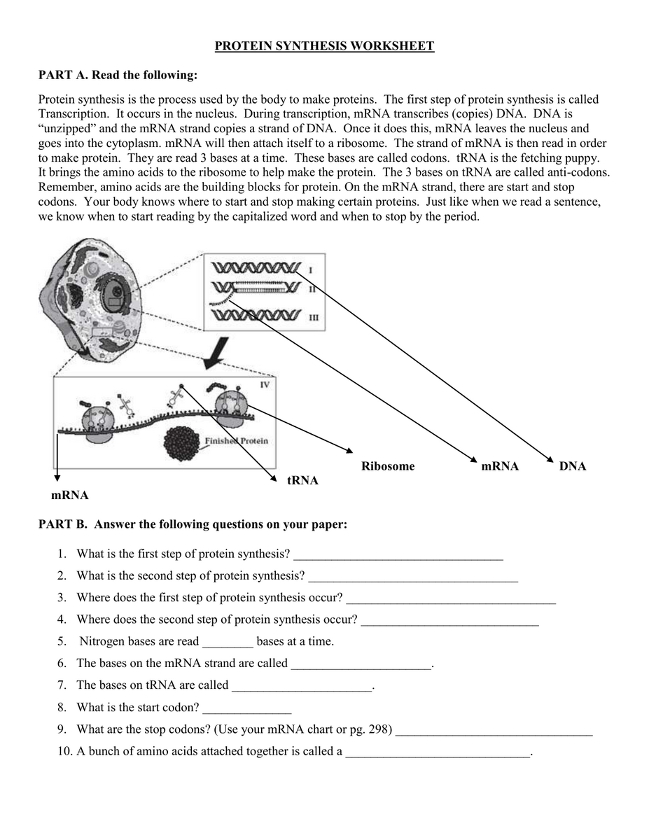 Protein Synthesis Worksheet Transcription Translation