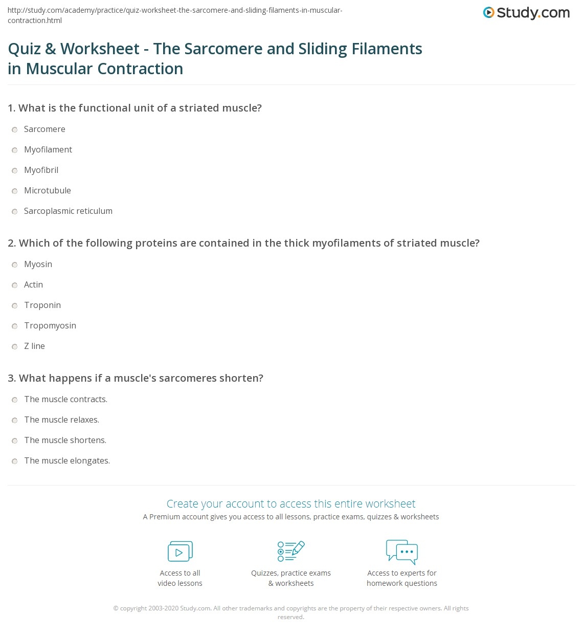 Quiz Worksheet The Sarcomere And Sliding Filaments In Muscular Contraction Study