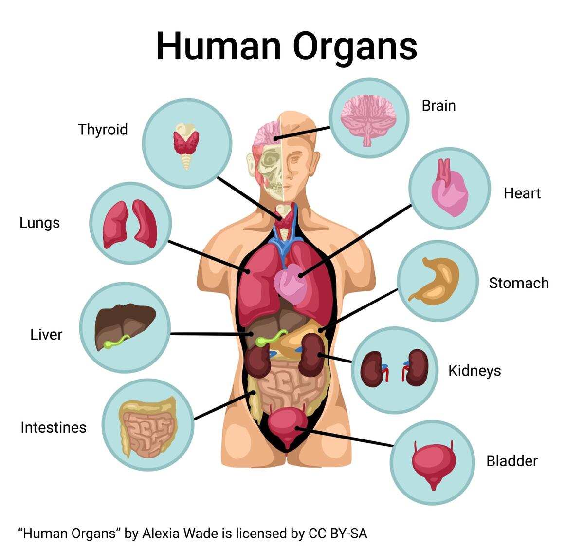 Recognizing Major Organs And Structures Of The Body Integrated Human Anatomy And Physiology