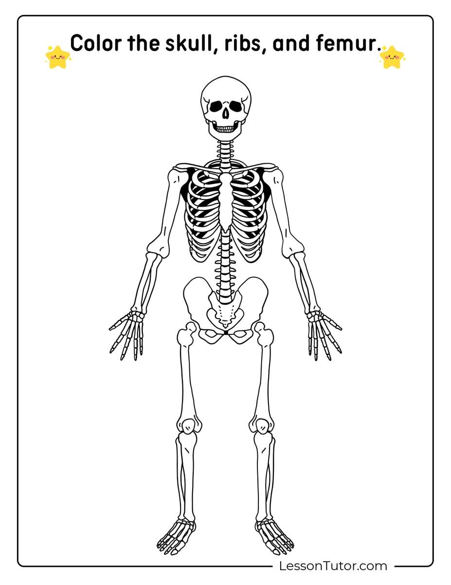 Skeleton System Worksheets Free Coloring Pages PDF Printables And Worksheets Lesson Tutor