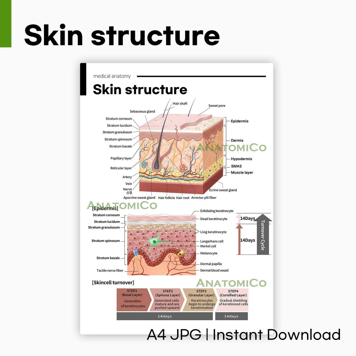 Skin Structure Anatomy Chart A4 JPG Instant Download Etsy